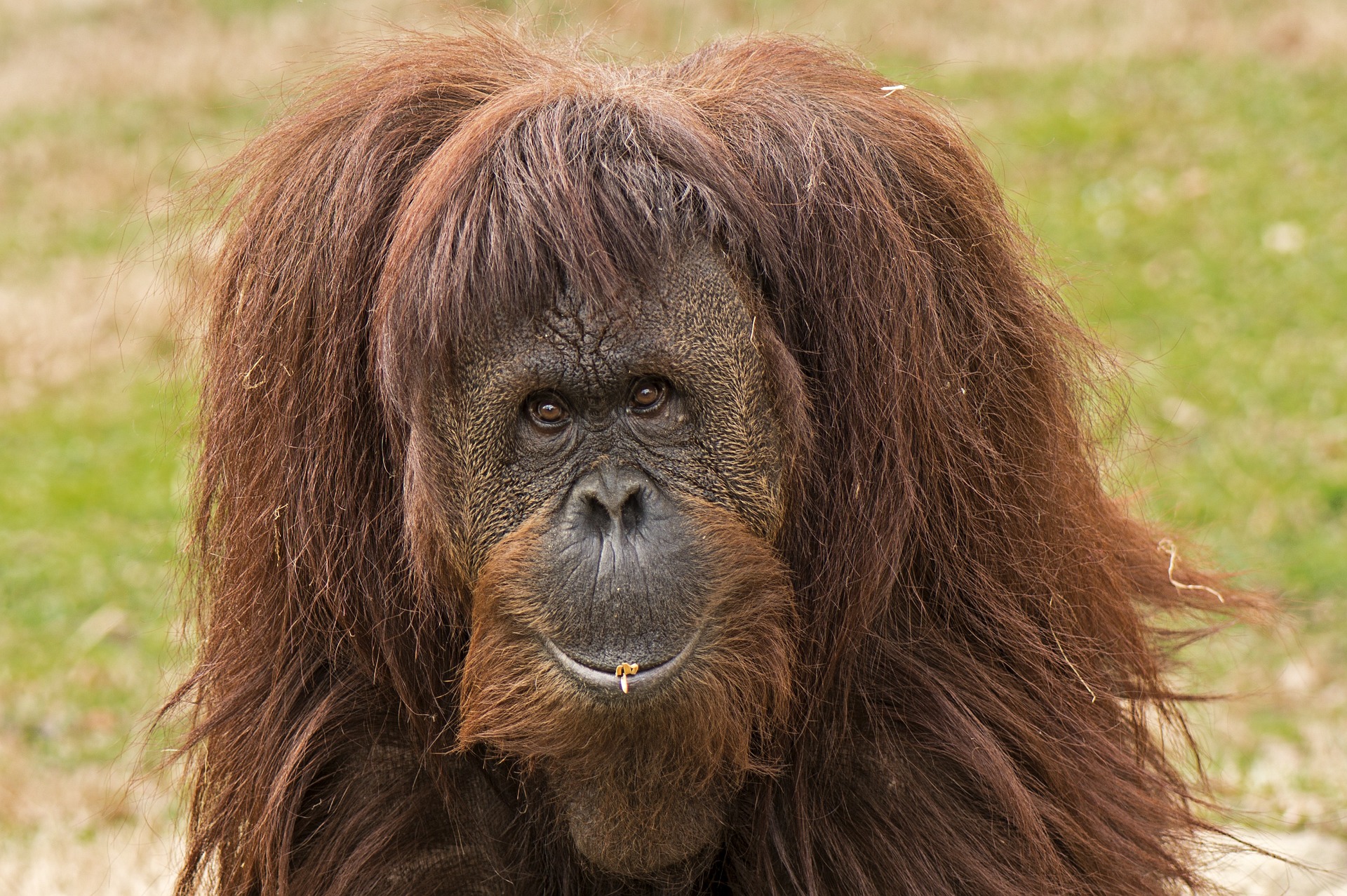 Orangutan Conservancy uses drones to monitor orangutans in Indonesia 